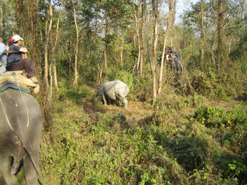 kathmandu-chitawan-jungle-safari-tour