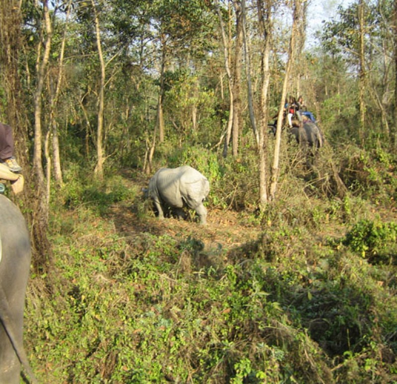 kathmandu-chitawan-jungle-safari-tour