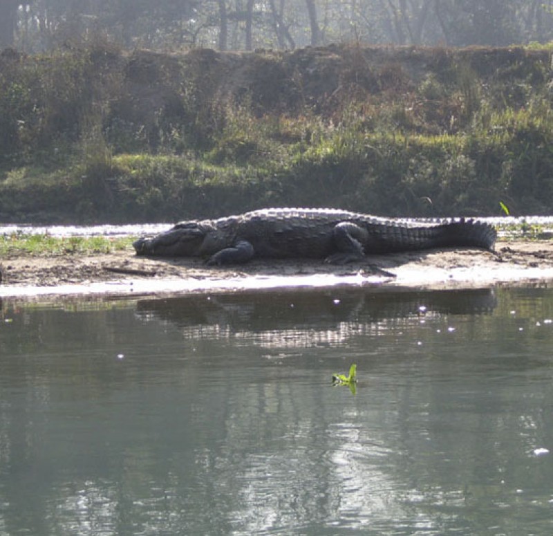 kathmandu-chitawan-national-park-pokhara-tour-1