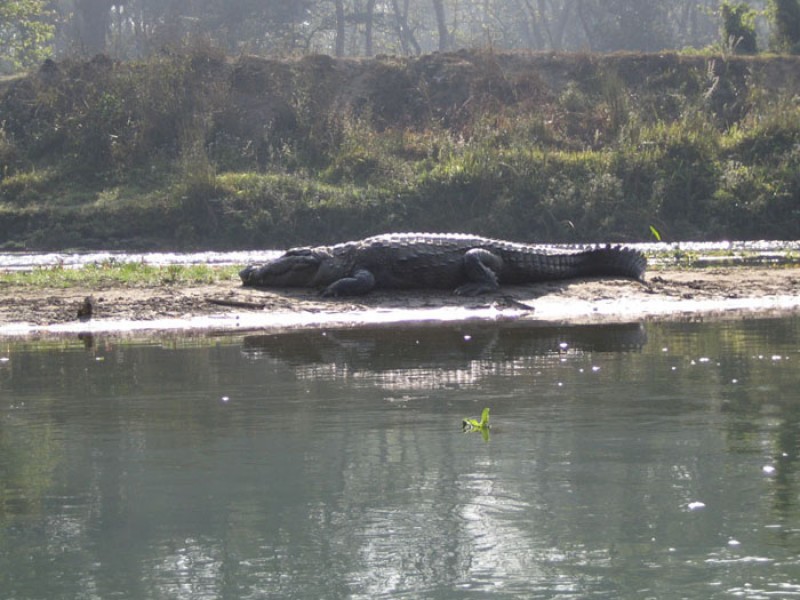 kathmandu-chitawan-national-park-pokhara-tour