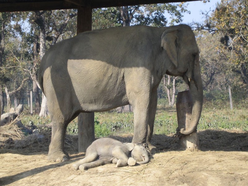 kathmandu-lumbini-chitawan-tour