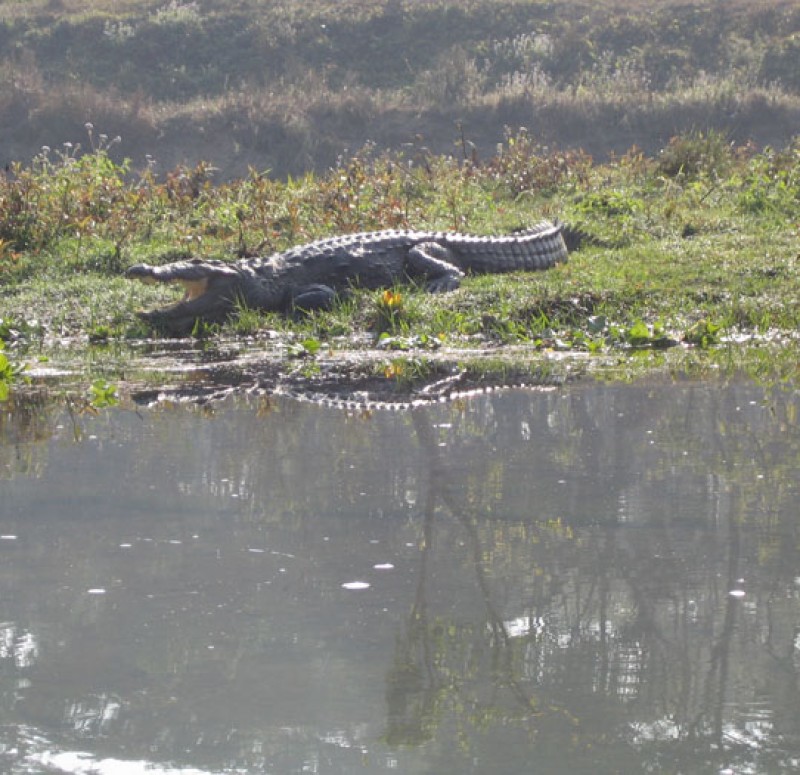 kathmandu-lumbini-chitawan-tour