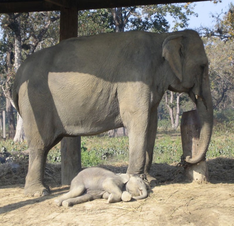 kathmandu-lumbini-chitawan-tour